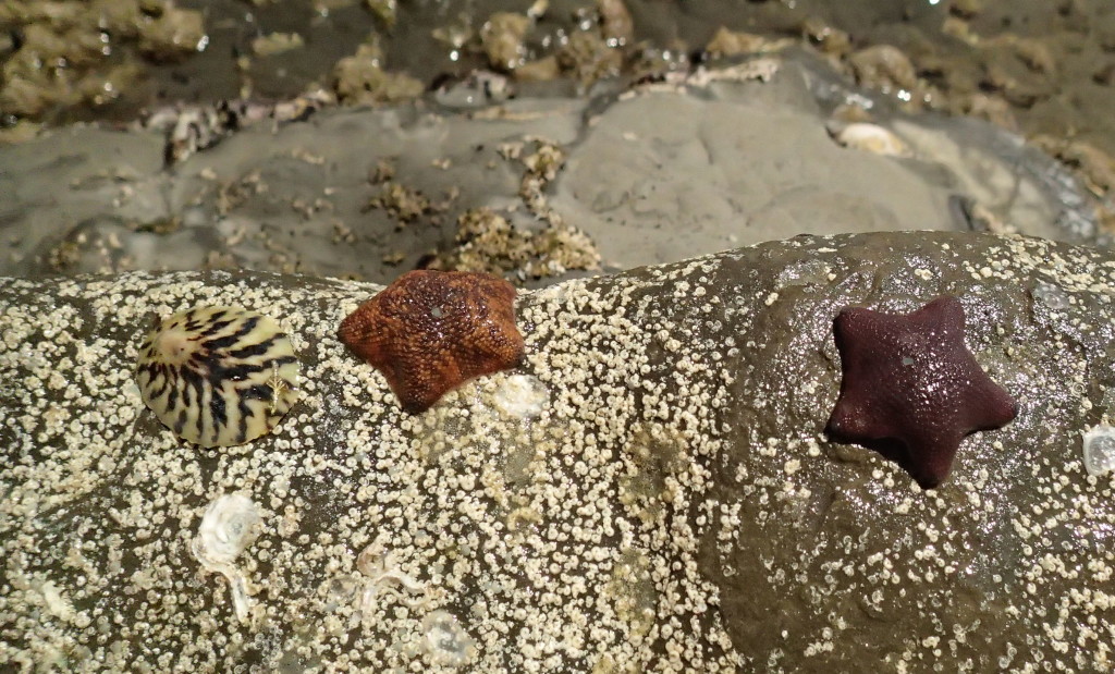Turn over some rocks to see these little creatures