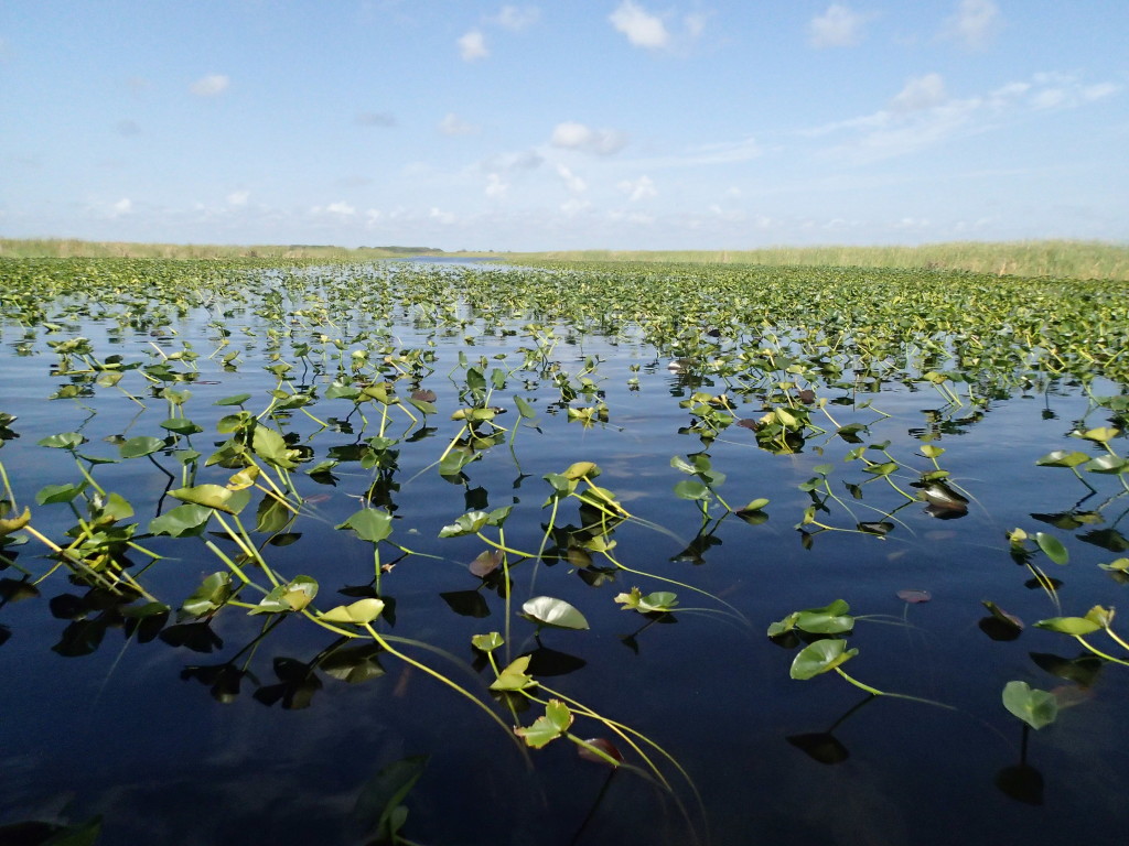 Endless stretches of sawgrass and water lilies.